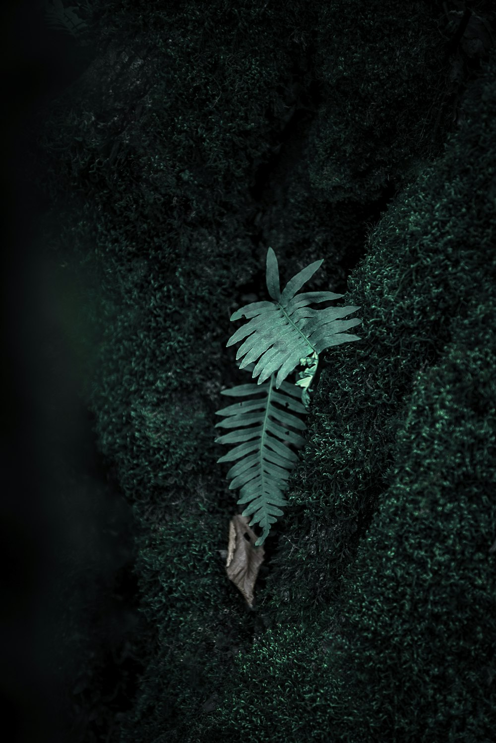green fern on green surface