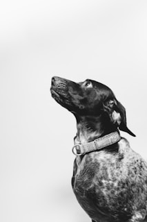 dog in grayscale photo