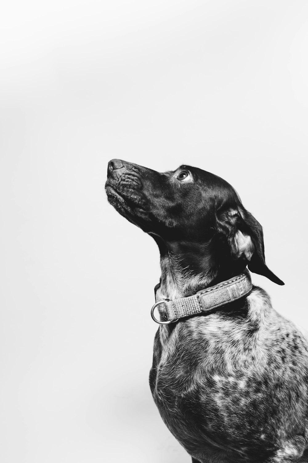dog in grayscale photo