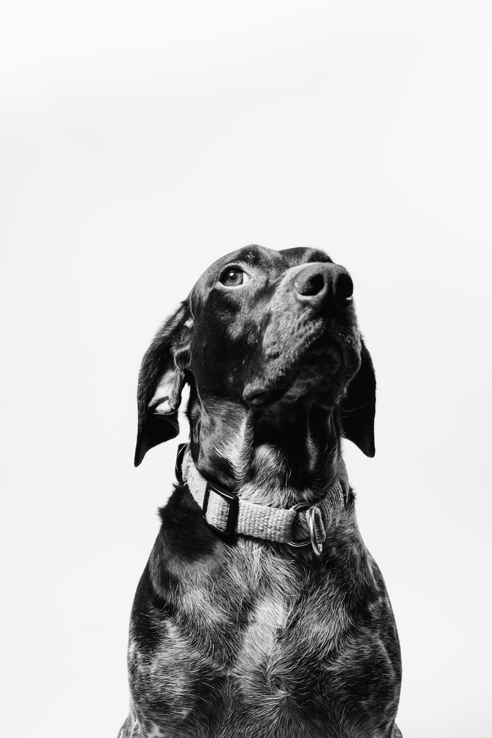 short-coated black dog