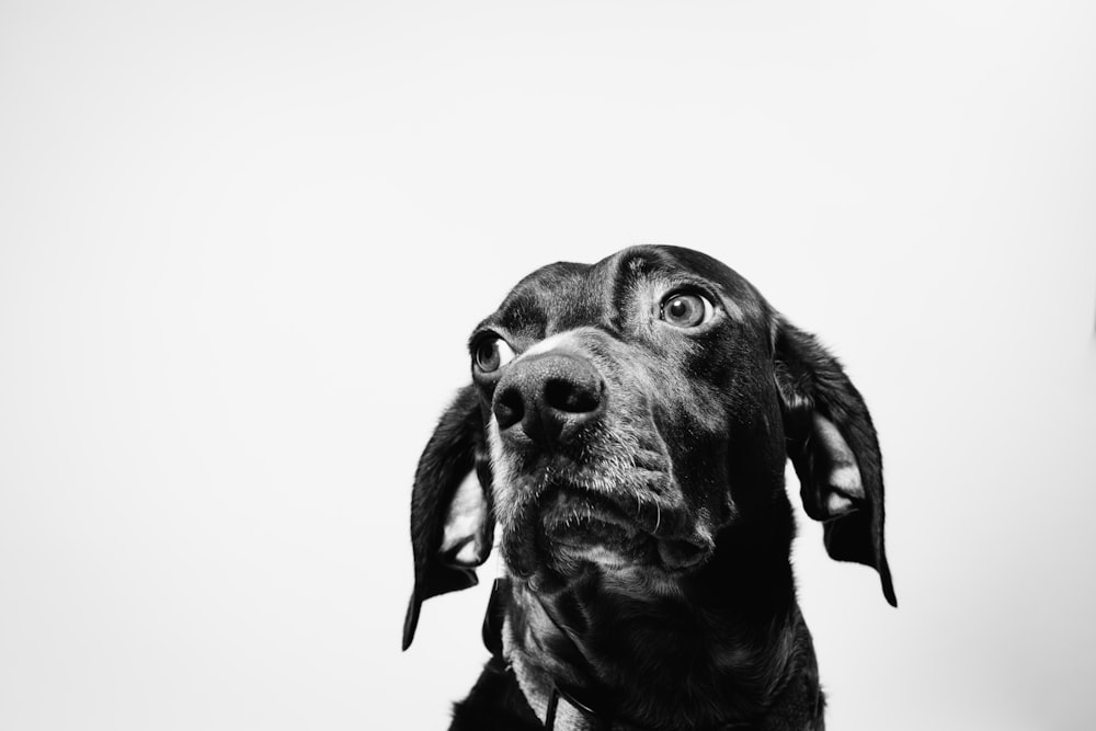 black dog in close-up photography