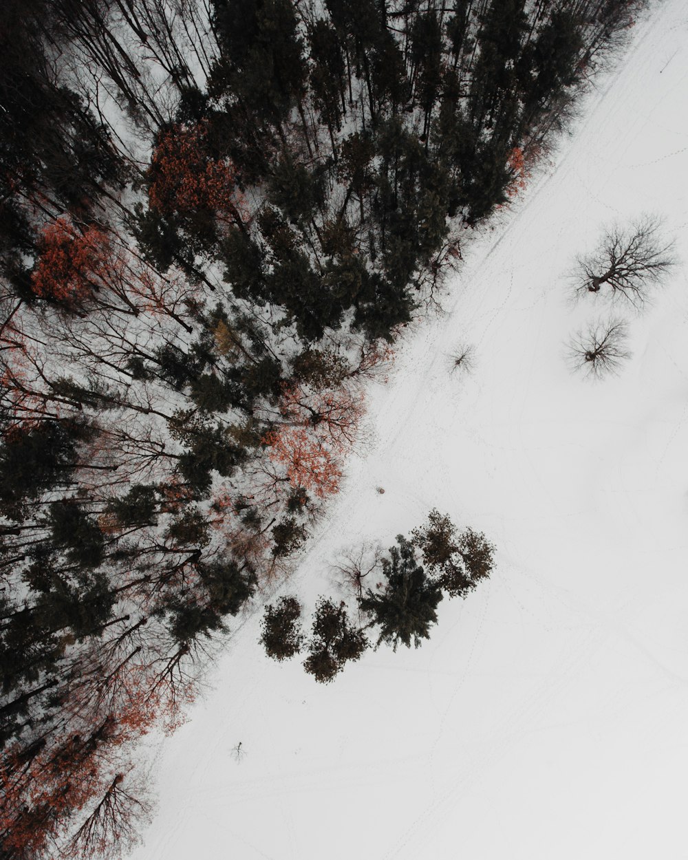 aerial view of forest during winter