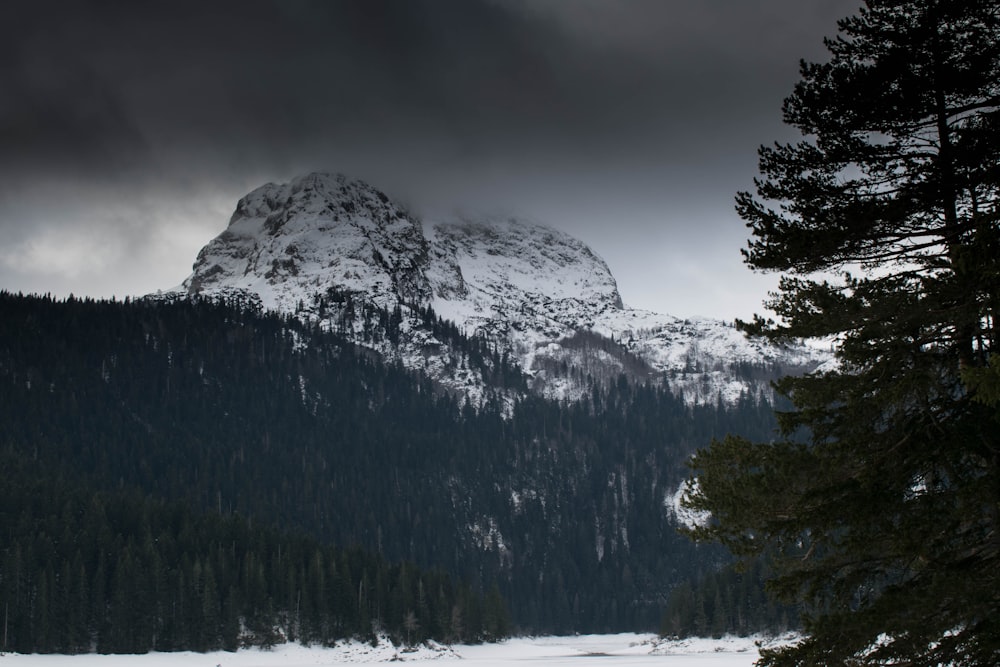 pine trees near snow mountain