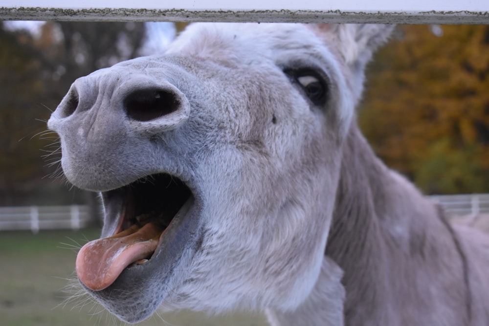 cavallo grigio