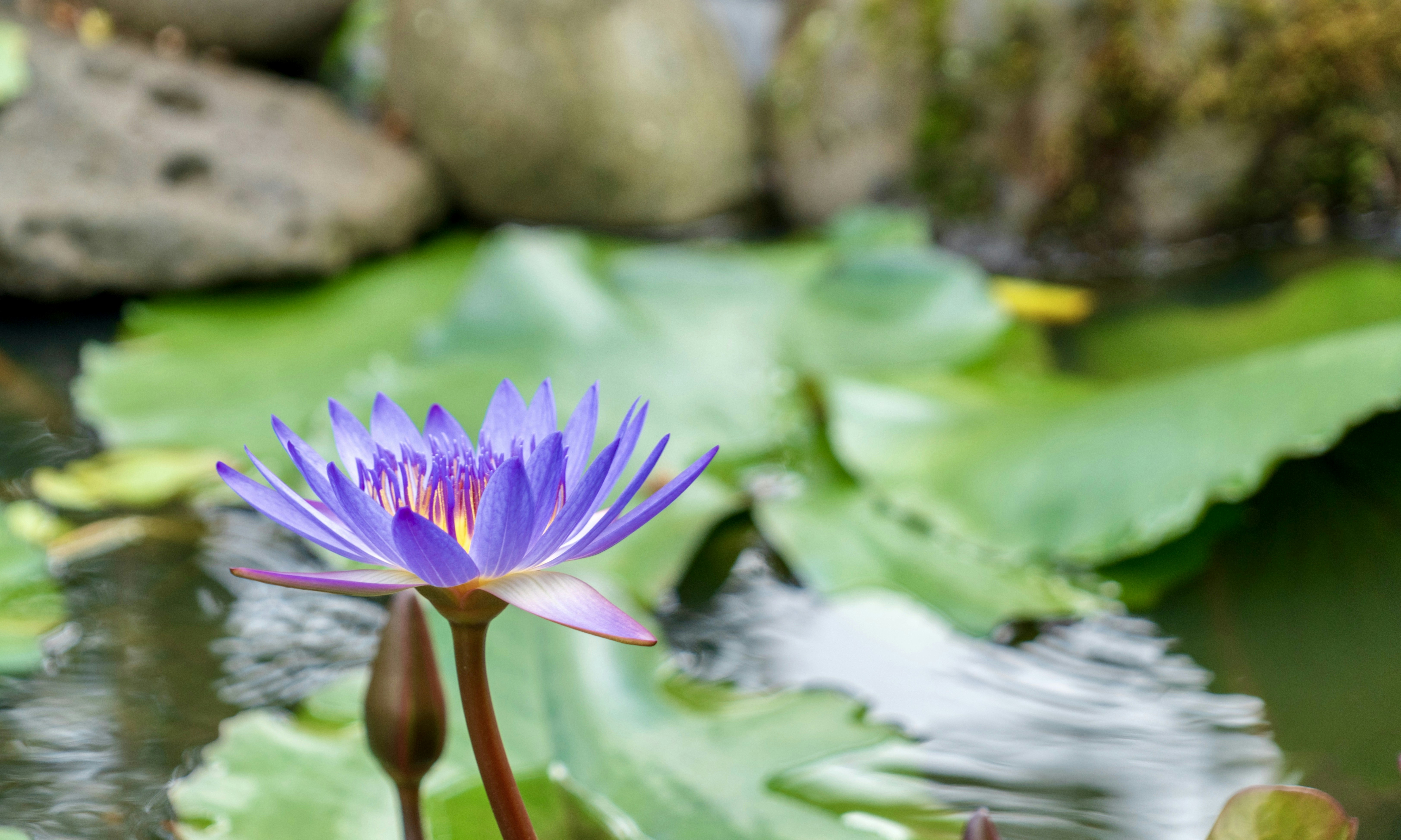 Photo by madhukarkumar