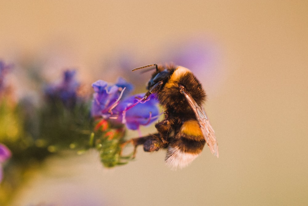 bee on flower close-up photography