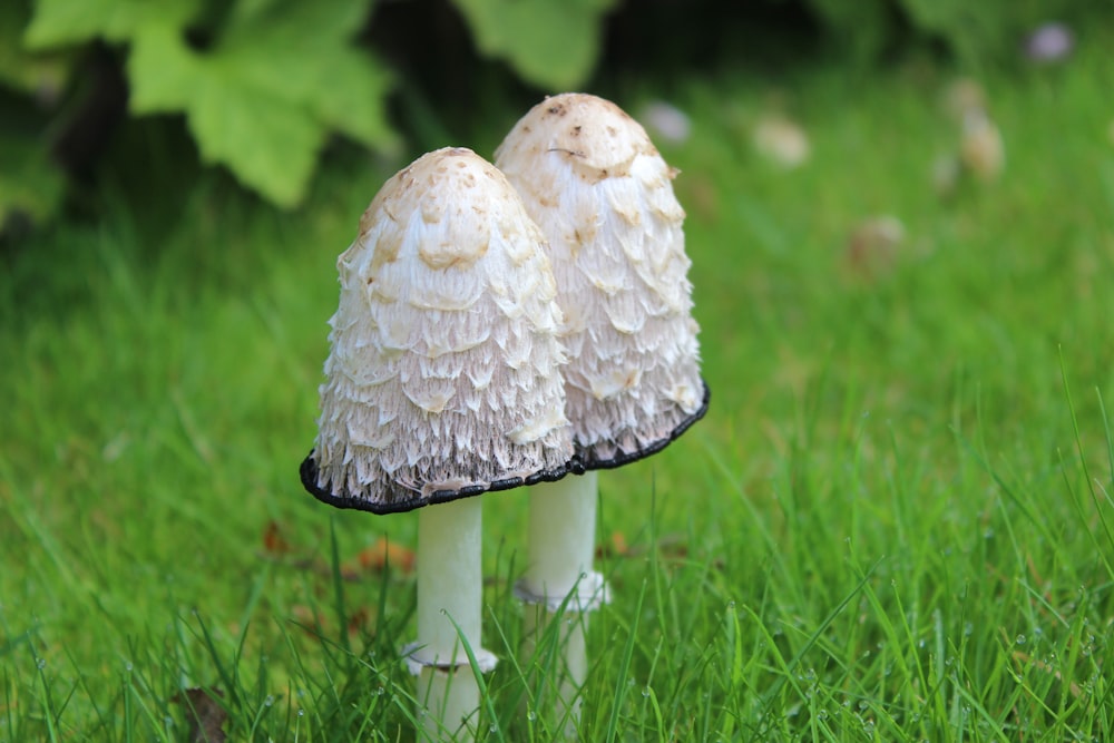 two white mushrooms plant on green field