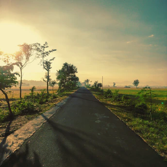 A sunlit country road winding through golden fields under a soft blue sky.