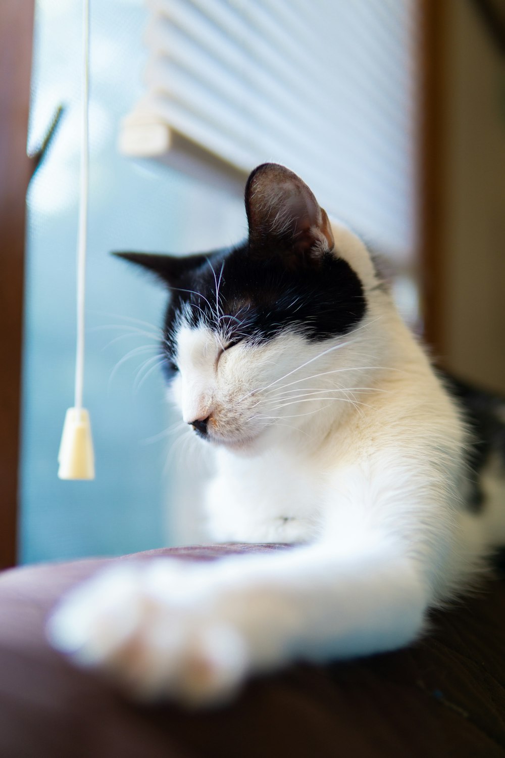 black and white tabby cat near window blinds