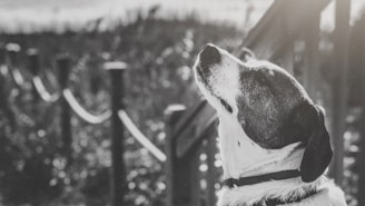 A heartwarming image of a rescued dog playing in a sunny park.