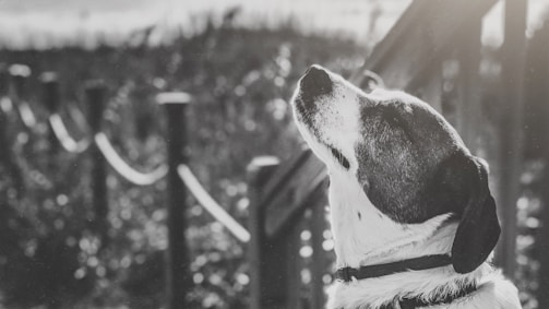 A heartwarming image of a rescued dog playing in a sunny park.
