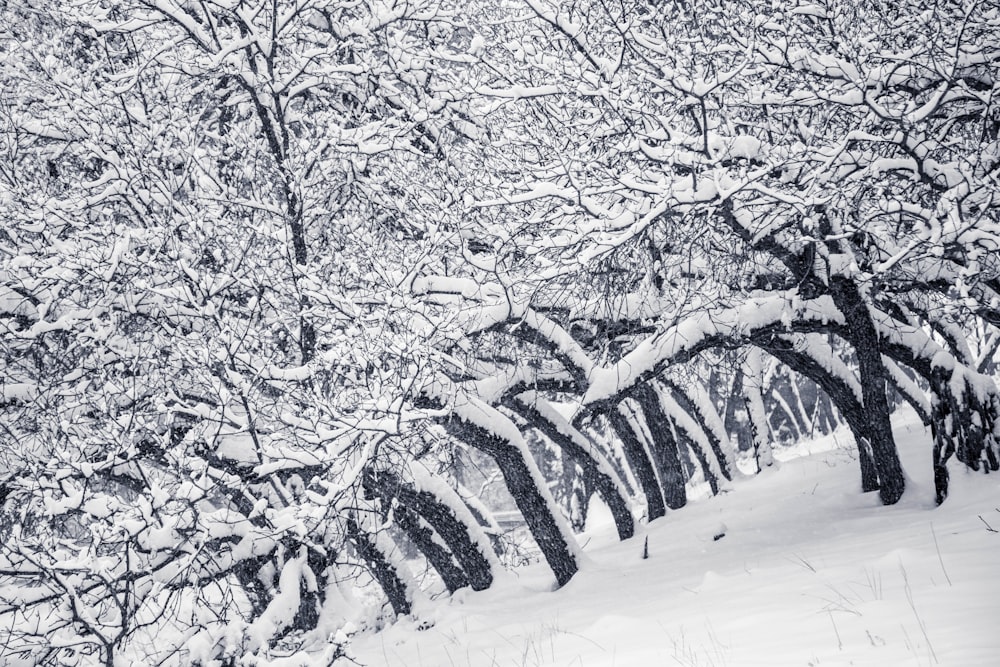 bareless trees covered with snow