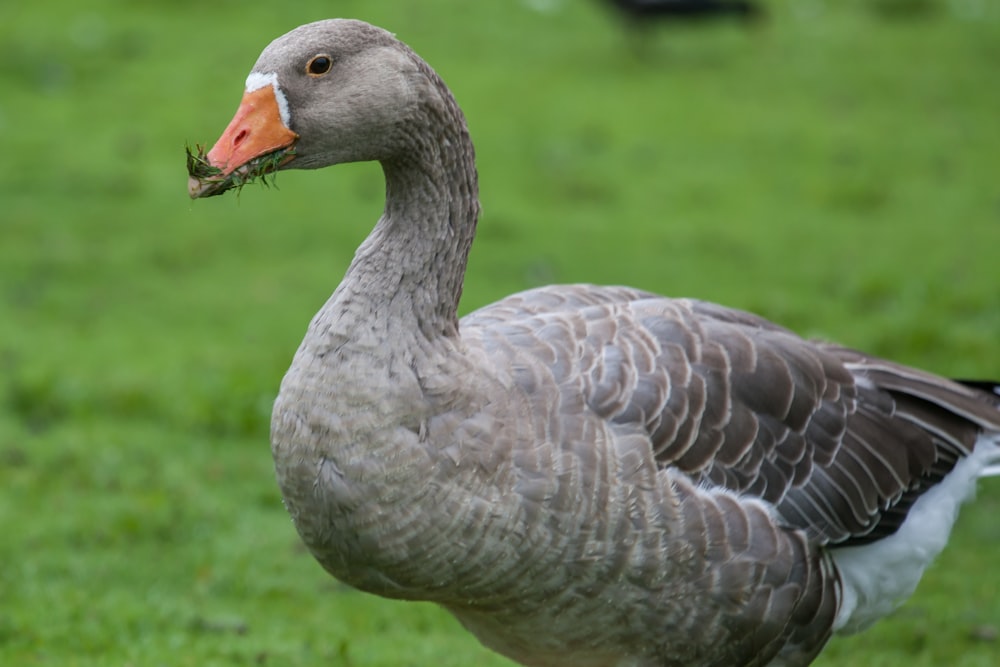 brown duck grazing on pasture