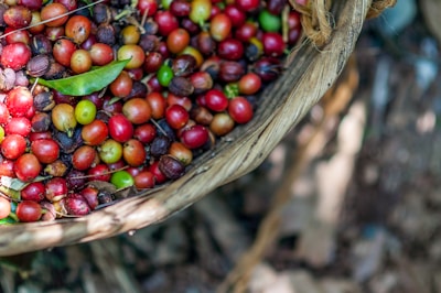 A woven basket filled with colorful coffee cherries, featuring vibrant shades of red, orange, green, and brown. A single green leaf is nestled among the cherries. The background is blurred with earthy and natural textures, suggesting an outdoor, agricultural setting.