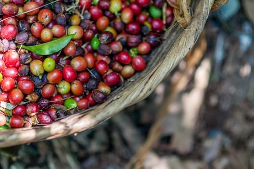 A woven basket filled with colorful coffee cherries, featuring vibrant shades of red, orange, green, and brown. A single green leaf is nestled among the cherries. The background is blurred with earthy and natural textures, suggesting an outdoor, agricultural setting.
