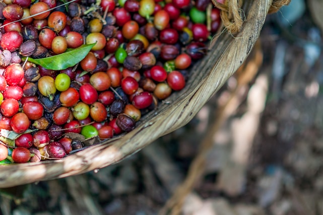 A woven basket filled with colorful coffee cherries, featuring vibrant shades of red, orange, green, and brown. A single green leaf is nestled among the cherries. The background is blurred with earthy and natural textures, suggesting an outdoor, agricultural setting.
