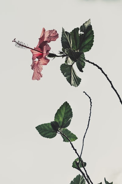 Hibiscus flower and leaves for hair care