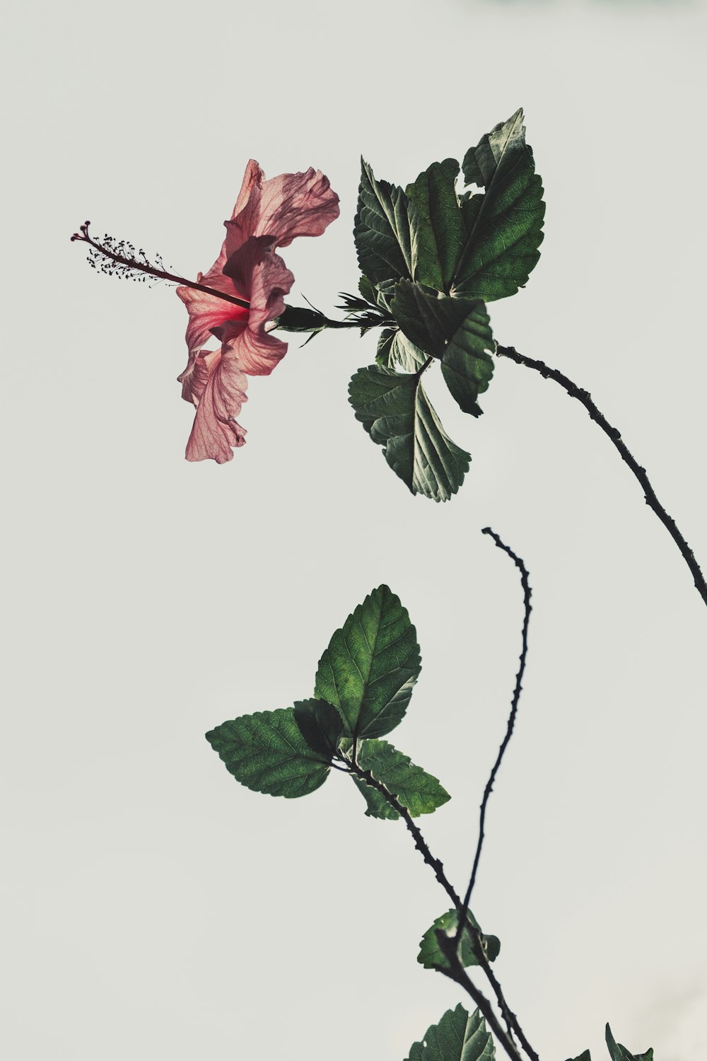 rosa Hibiscus rosa-sinensis-Blume auf weißem Hintergrund