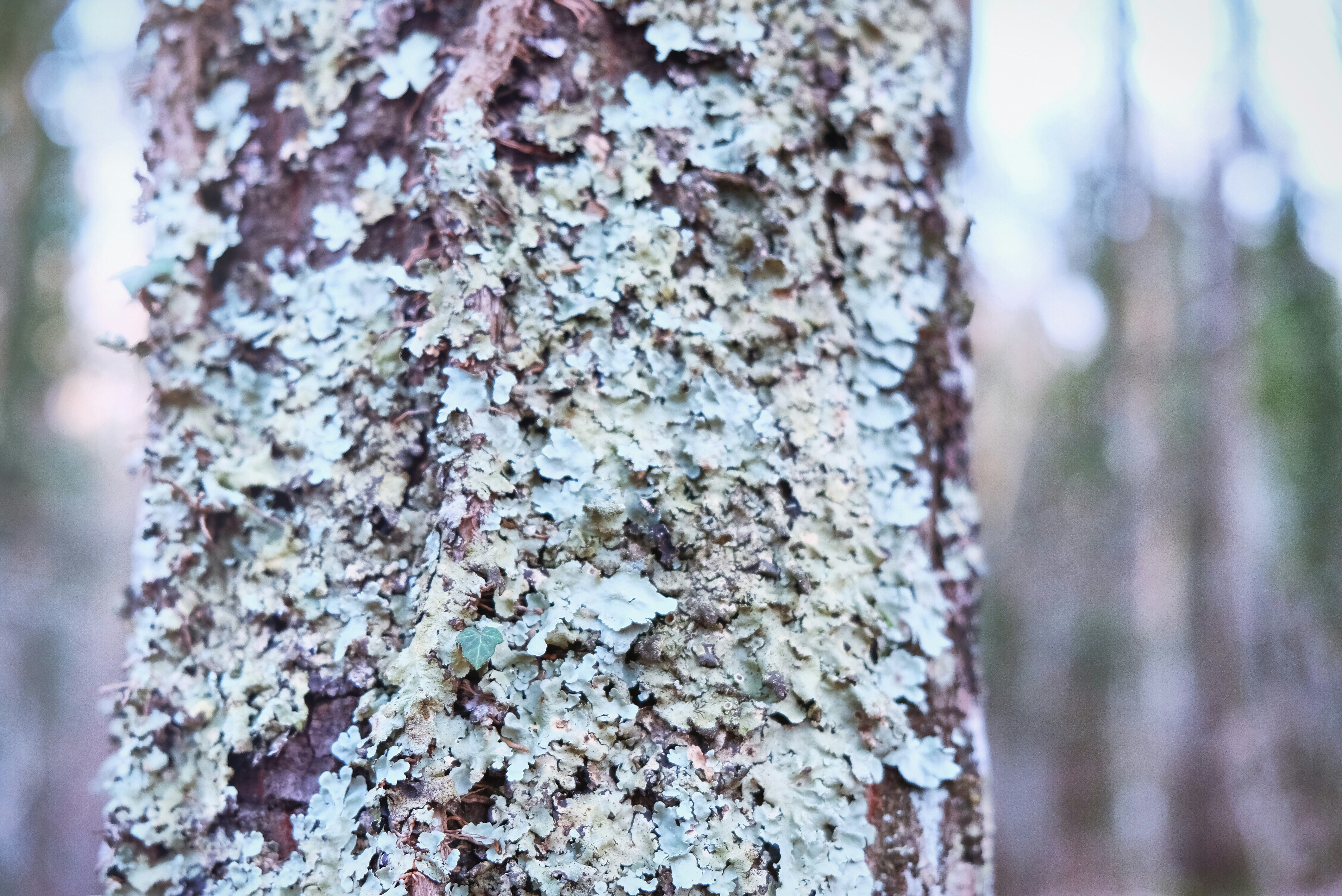 Photo by albertobigoni