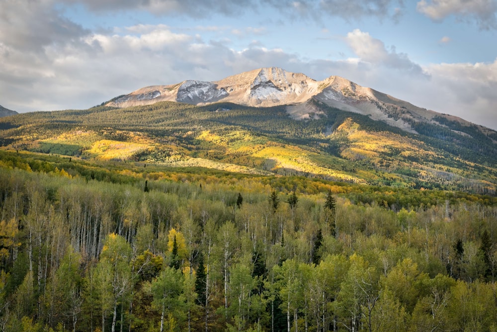 green trees with mountain on the horizon high-angle photography