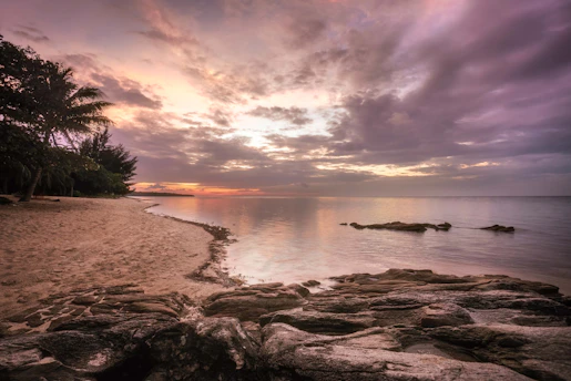 green coconut tree on sea shore