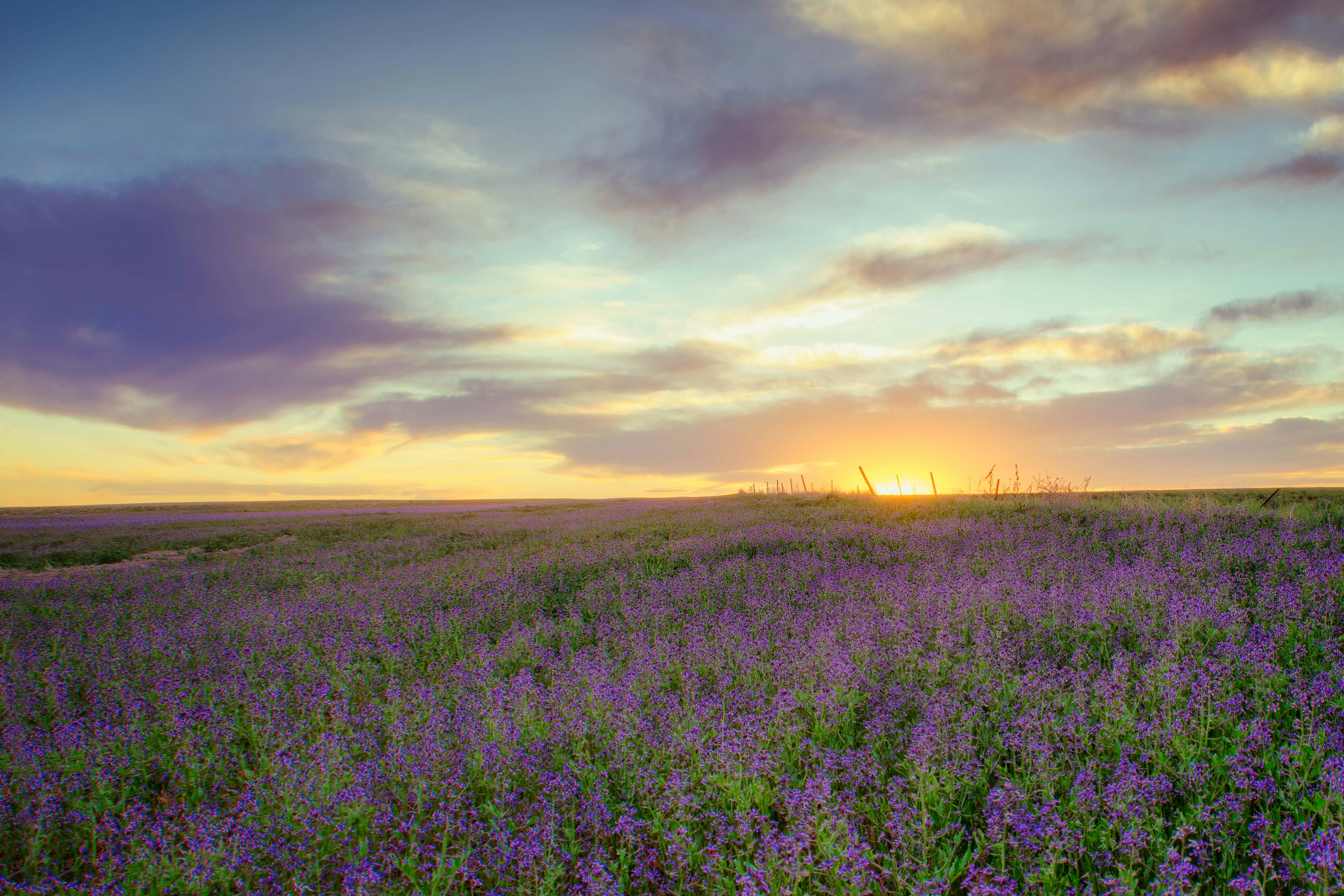 purple flower field during golden hour