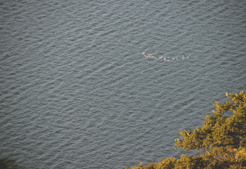 aerial view of body of water near tree