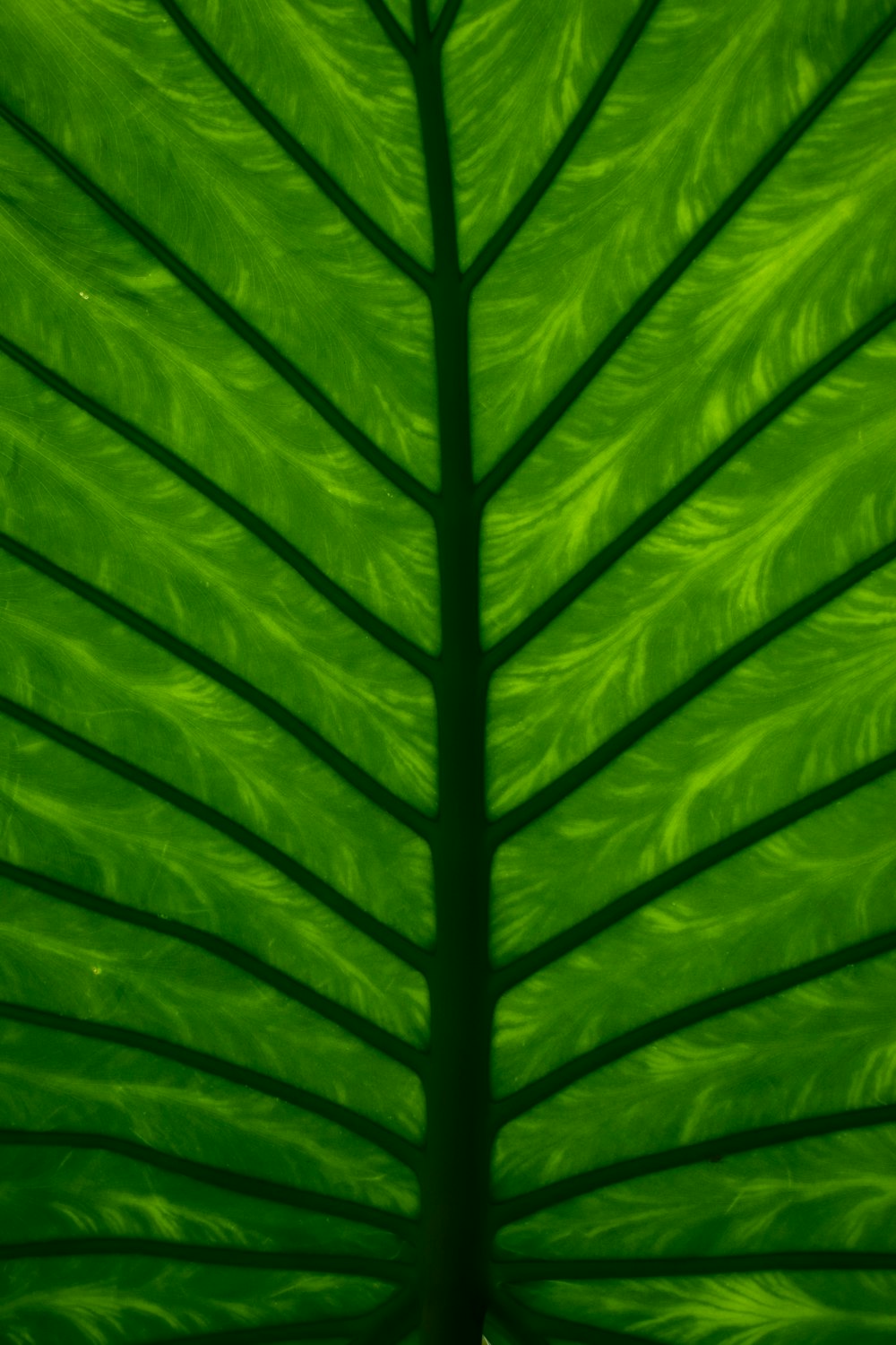 green leaf