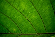 green leaf