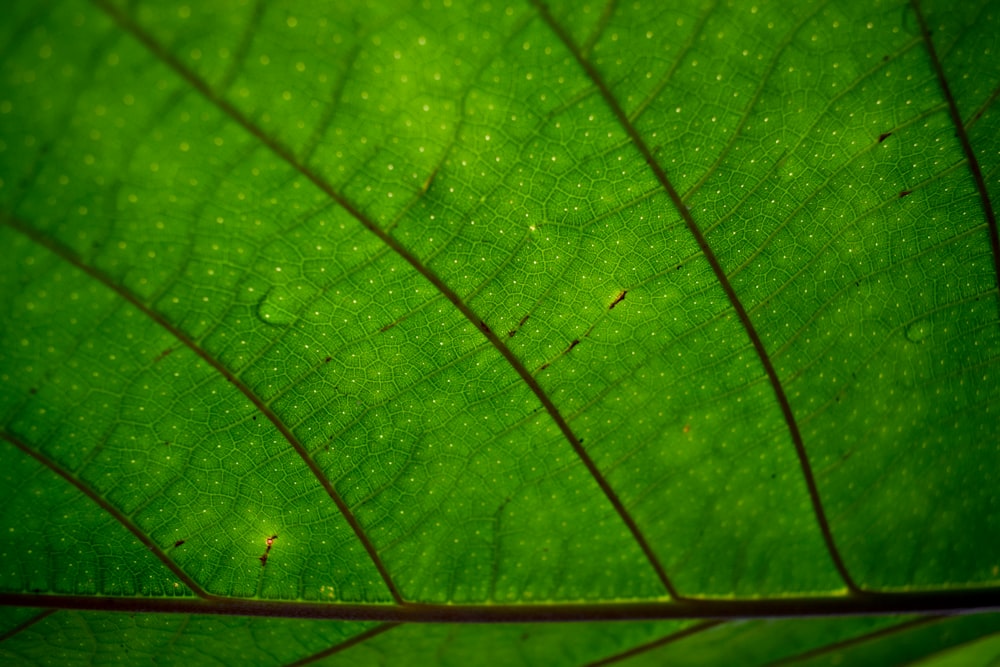 green leaf