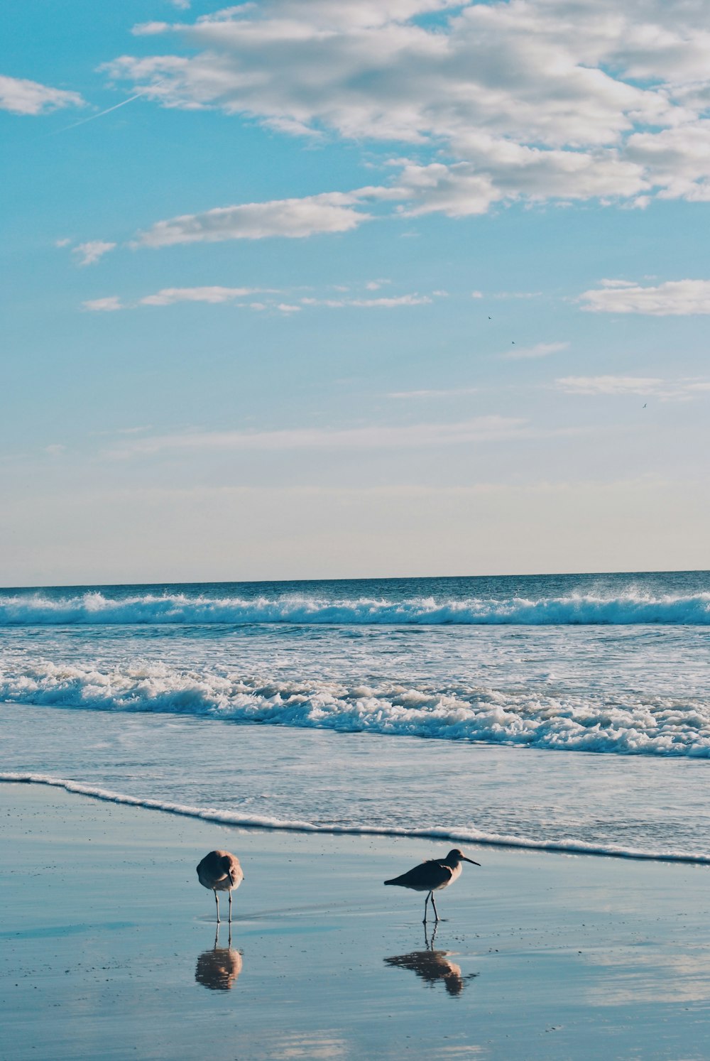 two ducks walking on seashore at daytime