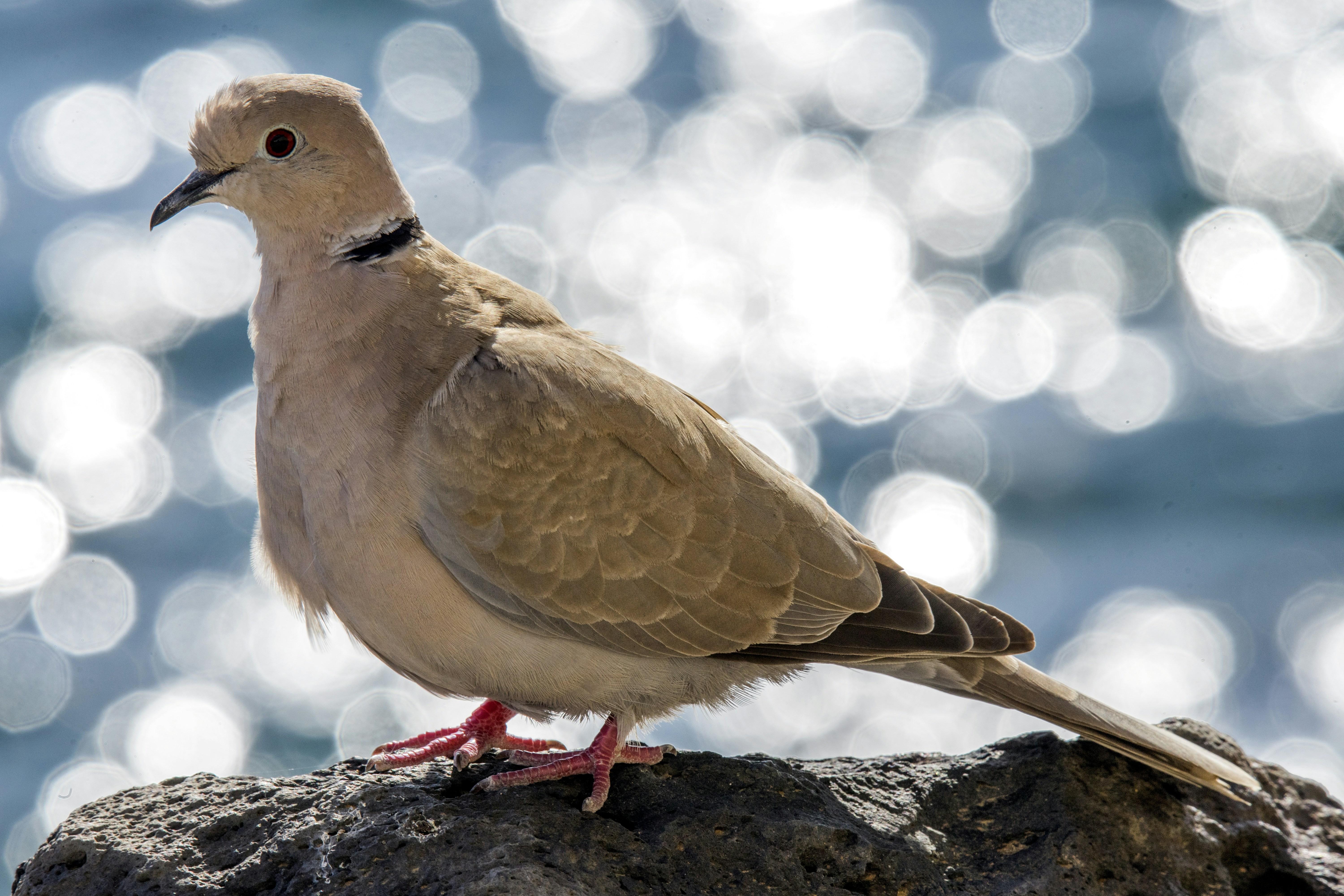 Горлица бурая. Коричневый голубь. Голубь коричневый с белым. Коричневая Горлица