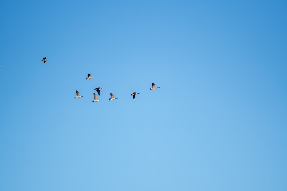 Schwarze Vögel in der Luft