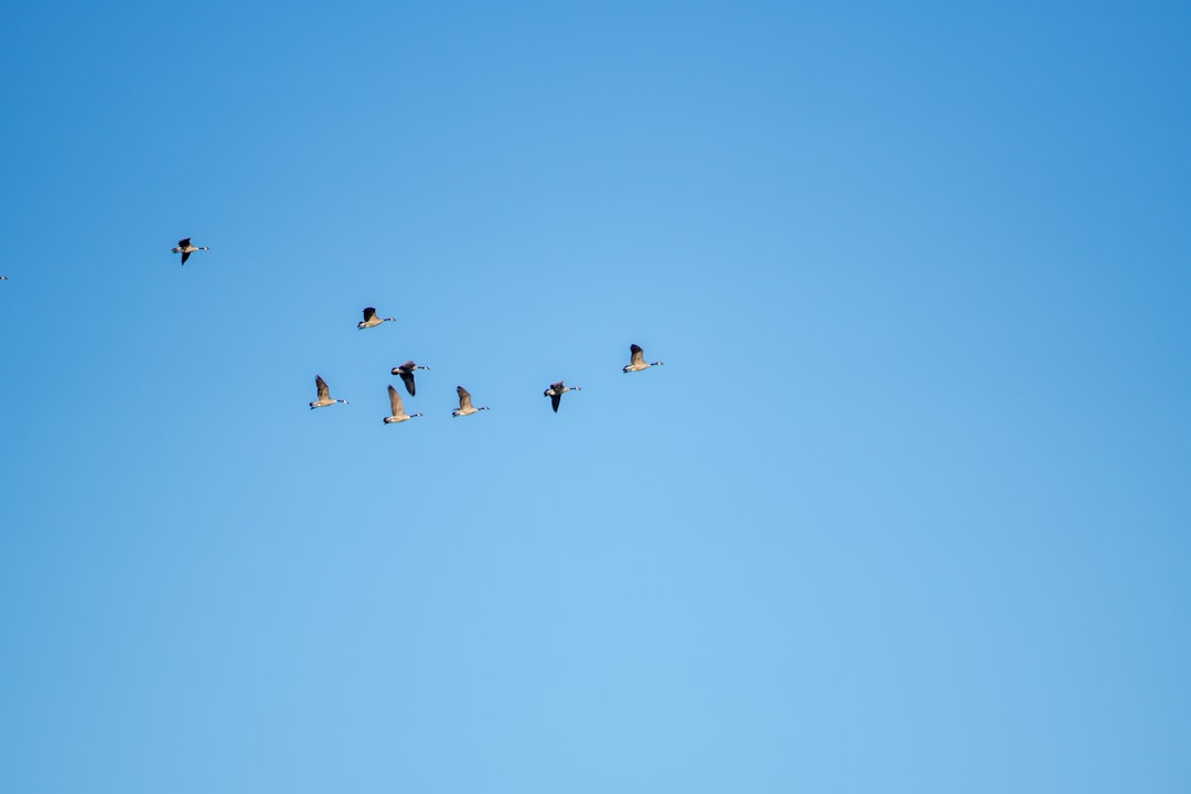 black birds on mid air