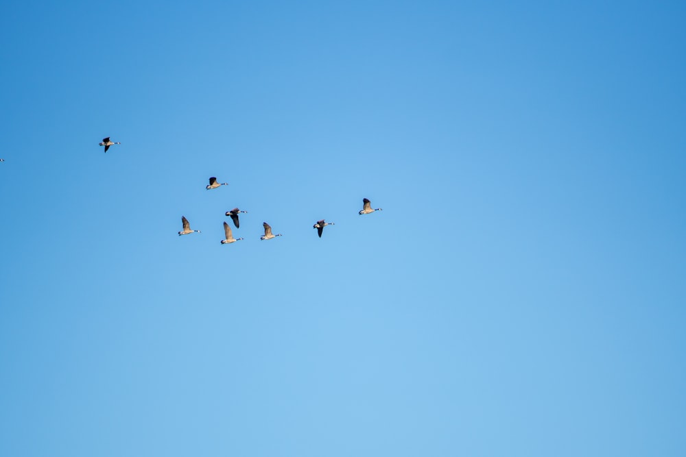 black birds on mid air