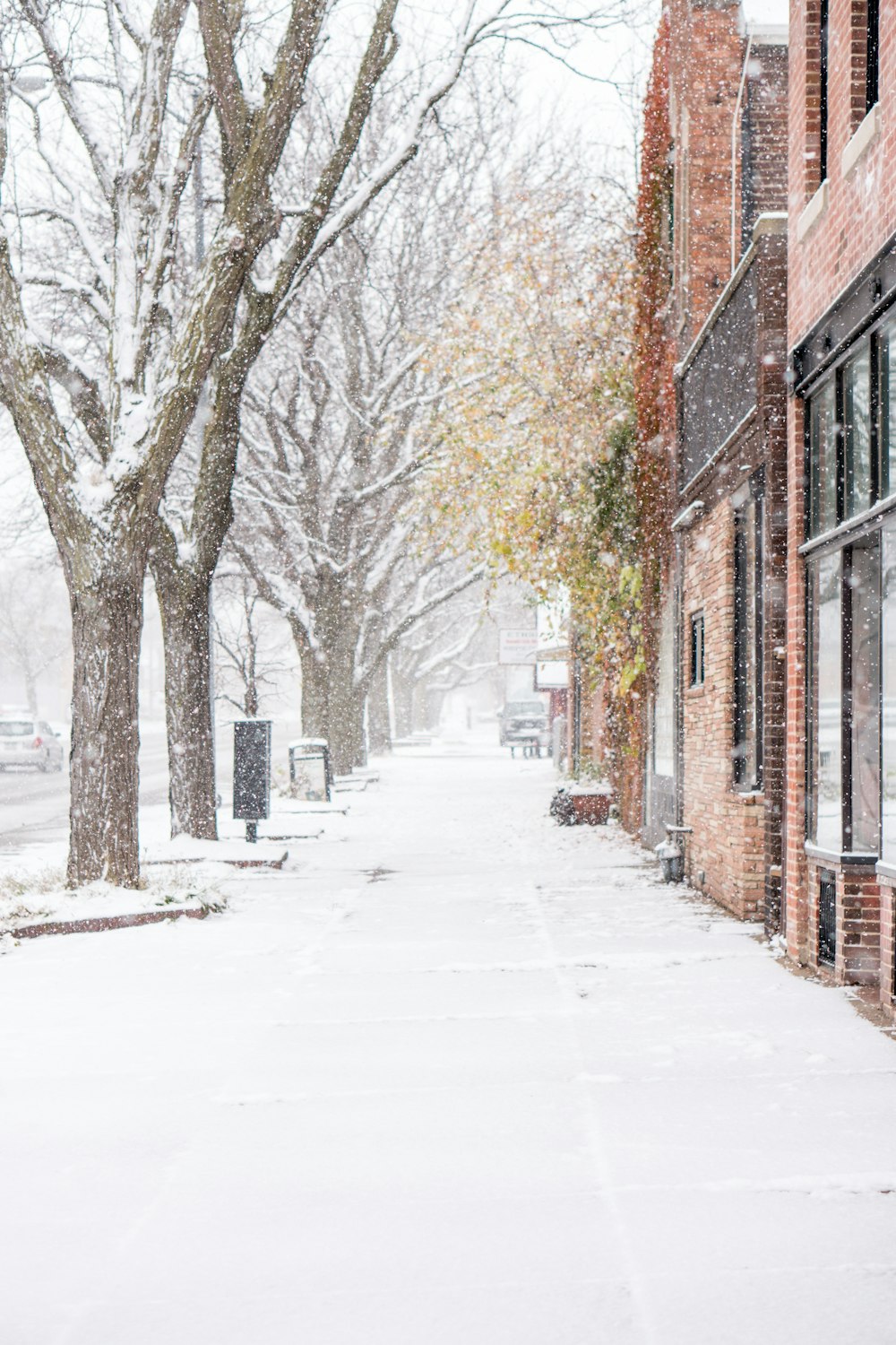 land covered with snow