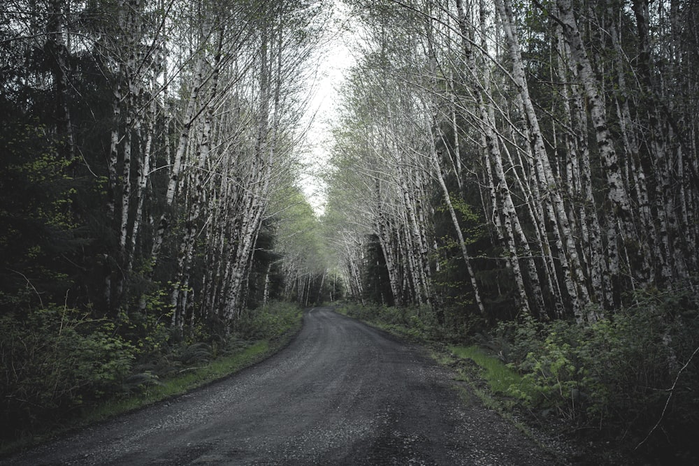 road between trees tunnel