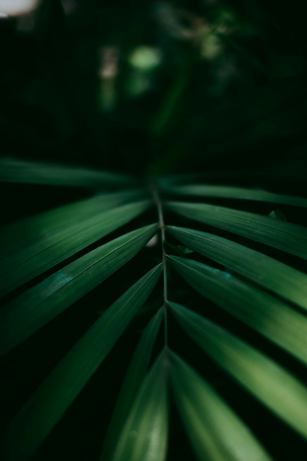 green-leafed plant