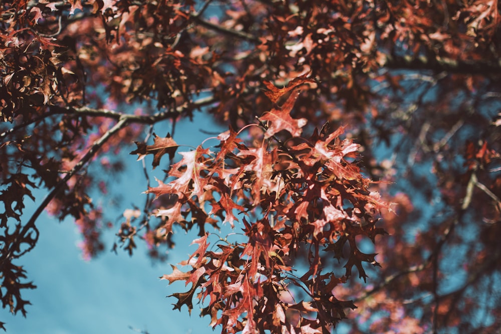 red-leafed tree