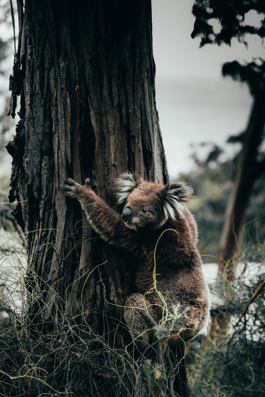  black and brown fur coat koala