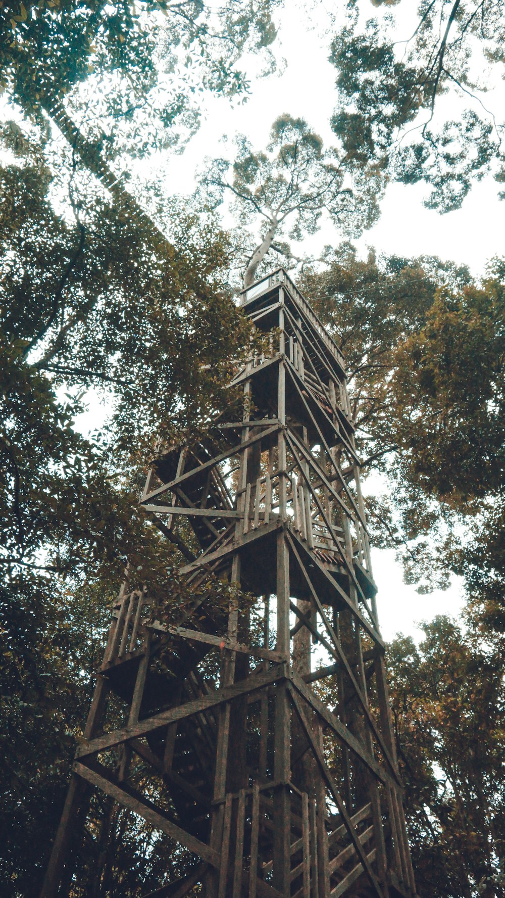 gray wooden stairs surrounded with trees