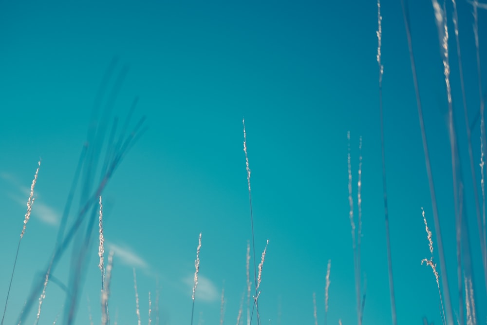 plants during daytime