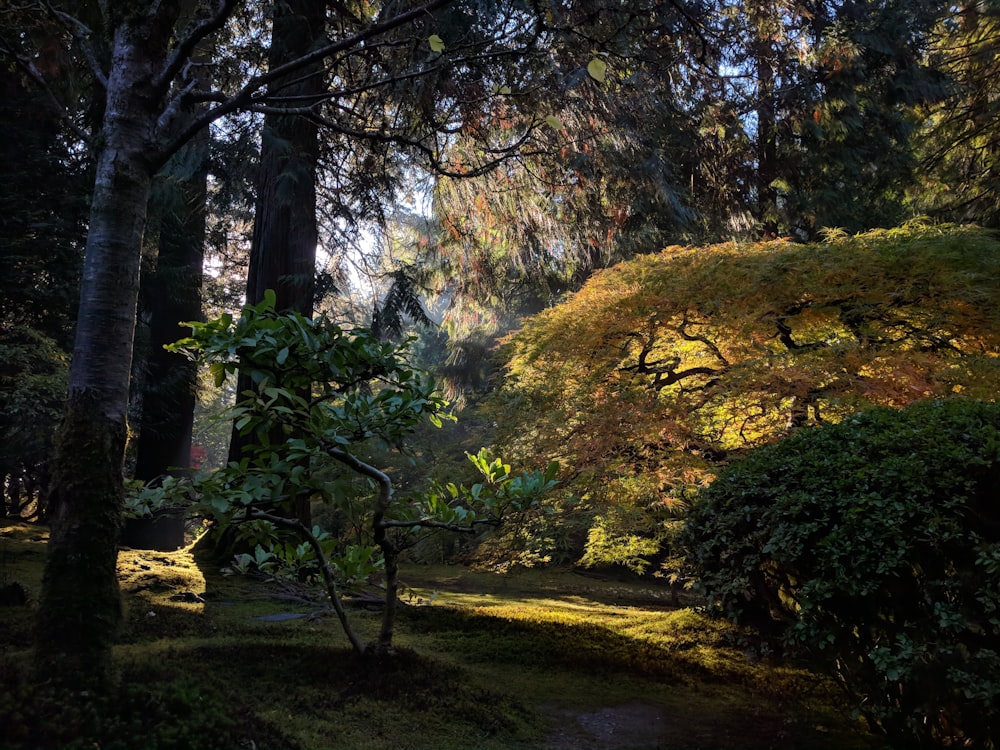 green trees during daytime