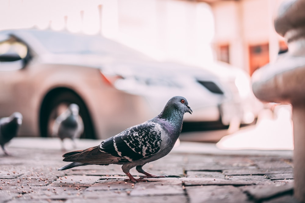 blue bar pigeon across gray car