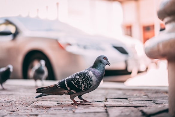 A pigeon is standing on a cobblestone pavement with a slightly blurred background that includes other pigeons and a parked car. The focus is on the details of the pigeon's feathers and its alert posture.