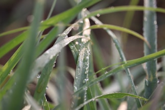 A close-up of vibrant green grass blades with morning dew sparkling under soft sunlight.
