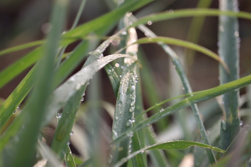 A close-up of vibrant green grass blades with morning dew sparkling under soft sunlight.
