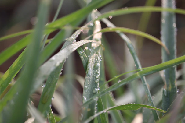 Close-up of vibrant green grass blades glistening with morning dew
