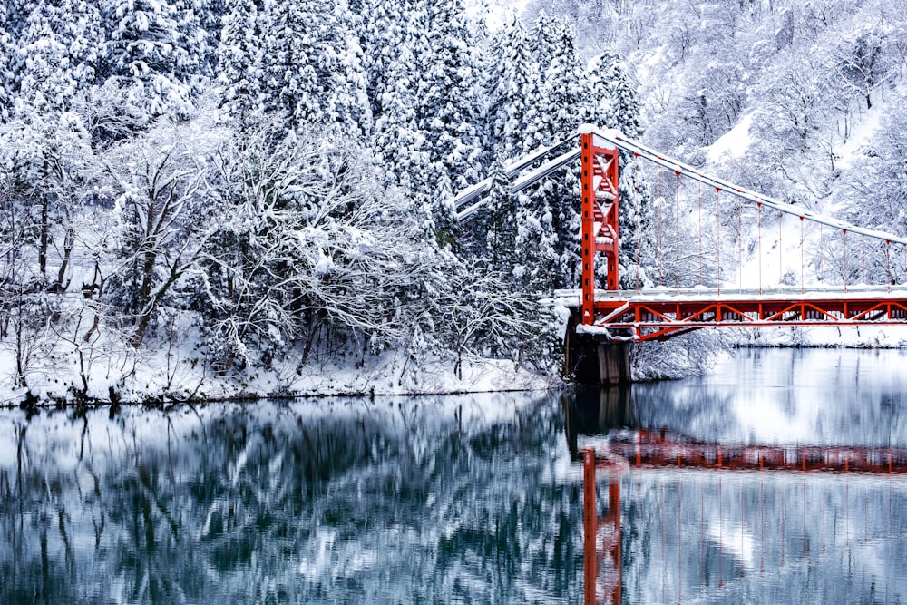 red suspension bridge near trees