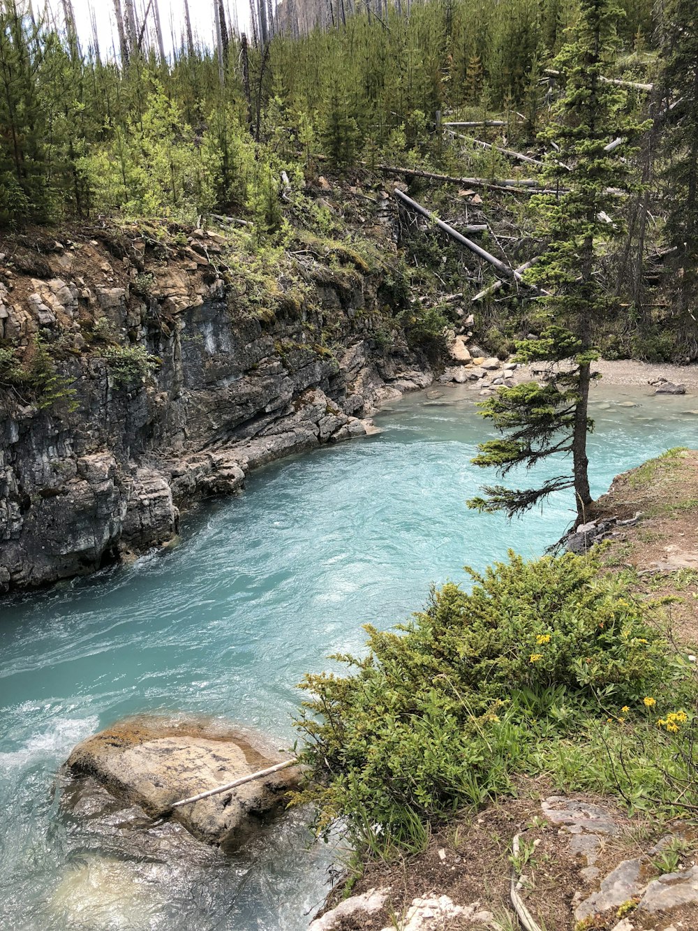 river on forest during daytime